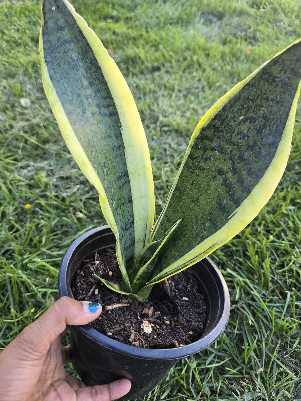 Sansevieria (Snake Plant) with Yellow-Edged Green Leaves - Indoor/Outdoor Plant
